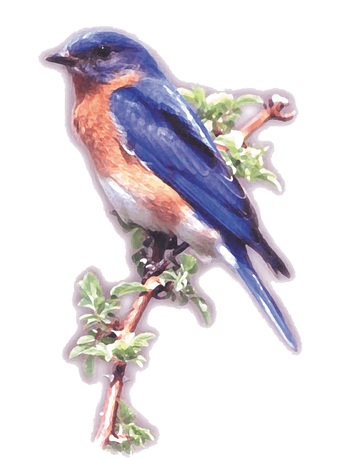Bluebird Security Systems - Serving London & South East